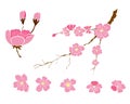 Peach flower and cherry blossom set.Sakura vector set.isolate and golden flower.Free hand Sakura flower vector set,