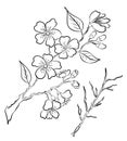 Peach flower and cherry blossom set.Sakura vector set.isolate and golden flower.Free hand Sakura flower vector set,