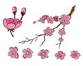 Peach flower and cherry blossom set.Sakura vector set.isolate and golden flower.Free hand Sakura flower vector set,