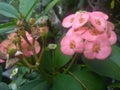 Peach flower colour nature