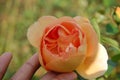 Peach Flower in fingertips among blurred field Royalty Free Stock Photo