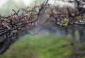 Peach flower forest