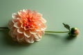Peach flower with a long stem on a light green background, shadowplay, minimalistic Royalty Free Stock Photo