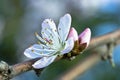 A Peach Flower with Two Buds