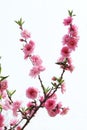 Peach flowers