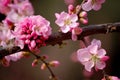 Peach flowers