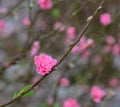 Peach flowers blooming at the park in Hanoi, Vietnam