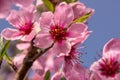 Peach flowers on a branch close up