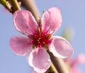 Peach flowers on a branch close up