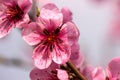 Peach flowers on a branch