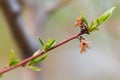 Peach flowers on a branch withered after night frosts. Harvest died. Lean year. Monilinia plant disease on the fruit Royalty Free Stock Photo