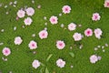 Peach flowers fall on duckweed floating on water surface. Peach flower is symbol of Vietnamese Lunar New Year - Tet holidays in no Royalty Free Stock Photo