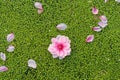 Peach flowers fall on duckweed floating on water surface. Peach flower is symbol of Vietnamese Lunar New Year - Tet holidays in no Royalty Free Stock Photo