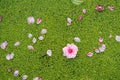 Peach flowers fall on duckweed floating on water surface. Peach flower is symbol of Vietnamese Lunar New Year - Tet holidays in no Royalty Free Stock Photo