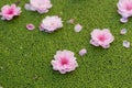 Peach flowers fall on duckweed floating on water surface. Peach flower is symbol of Vietnamese Lunar New Year - Tet holidays in no Royalty Free Stock Photo