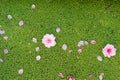 Peach flowers fall on duckweed floating on water surface. Peach flower is symbol of Vietnamese Lunar New Year - Tet holidays in no Royalty Free Stock Photo