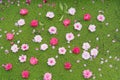 Peach flowers fall on duckweed floating on water surface. Peach flower is symbol of Vietnamese Lunar New Year - Tet holidays in no Royalty Free Stock Photo