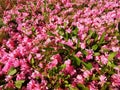 Peach flowers falling on the grass