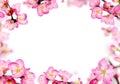 Peach flowers frame