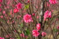 Peach flowers in the garden in blossoming time Royalty Free Stock Photo