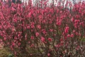 Peach flowers in the garden in blossoming time