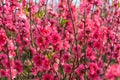 Peach flowers in the garden in blossoming time