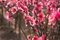 Peach flowers in the garden in blossoming time Royalty Free Stock Photo