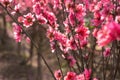 Peach flowers in the garden in blossoming time