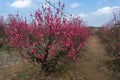 Peach flowers in the garden in blossoming time Royalty Free Stock Photo