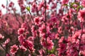 Peach flowers in the garden in blossoming time