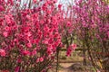 Peach flowers in the garden in blossoming time