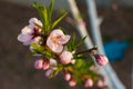 Peach flowers in the garden at sunset Royalty Free Stock Photo