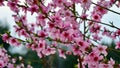 Peach flowers, gardens of march