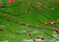 Peach flowers and green water Royalty Free Stock Photo