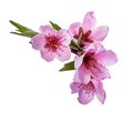 Peach flowers isolated