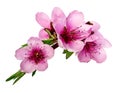 Peach flowers isolated Royalty Free Stock Photo