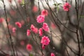 Peach flowers, the symbol of Vietnamese lunar new year