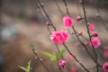 Peach flowers, the symbol of Vietnamese lunar new year