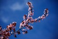 Peach flowers on a tree Royalty Free Stock Photo