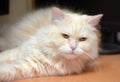 Peach fluffy lazy cat