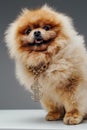 Peach fluffy pomeranian dog with golden dollar chain