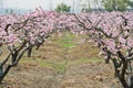 Peach forest Royalty Free Stock Photo