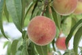 Peach of fresh orchard. Royalty Free Stock Photo