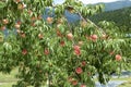 Peach of fresh orchard. Royalty Free Stock Photo