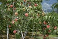 Peach of fresh orchard. Royalty Free Stock Photo