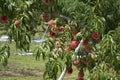Peach of fresh orchard. Royalty Free Stock Photo