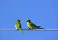 Peach-fronted parakeet bird