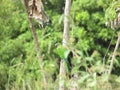 A Peach-fronted parakeet bird