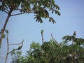 Peach-fronted parakeet bird