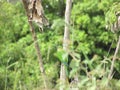 A Peach-fronted parakeet bird